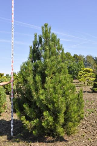 Pinus leucodermis